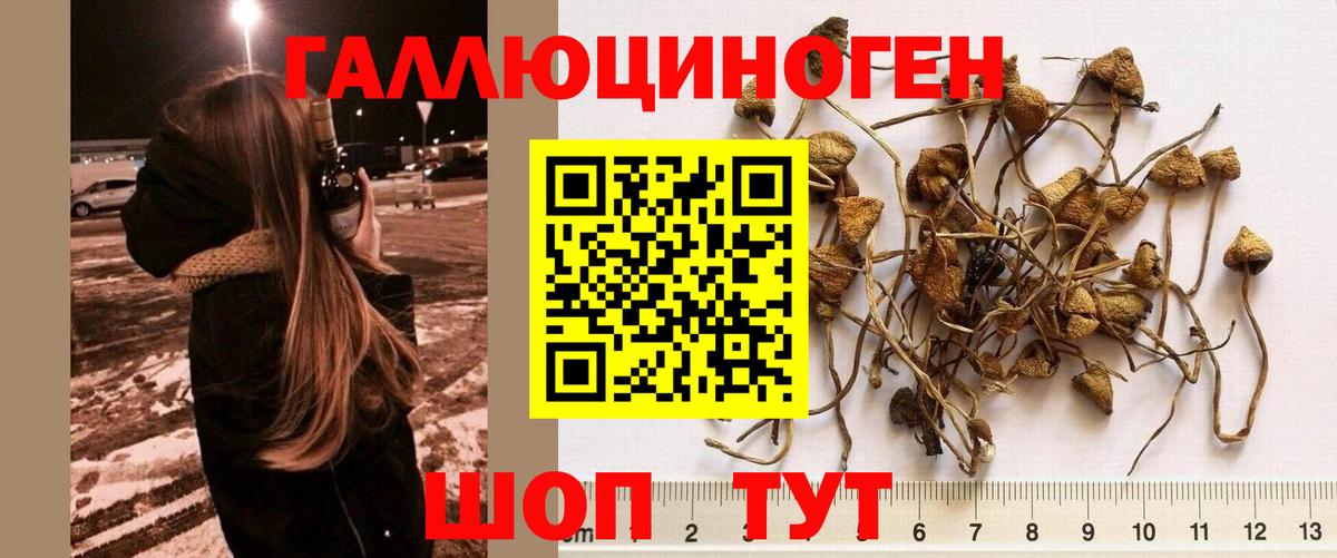 Псилоцибиновые грибы GOLDEN TEACHER Ярославль